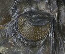 Hollardops Trilobite With Orange Eyes #37515-6